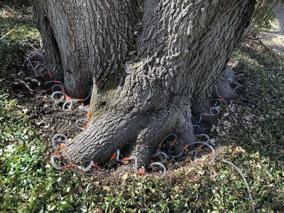 Detailed Tree Cabling and Bracing job site in Pulaski